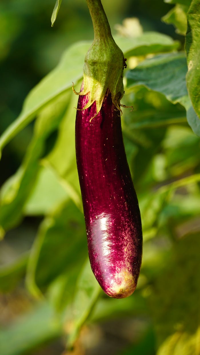 A purple eggplant hanging from a plant